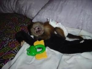 Lovely Adorable Female Baby Capuchin Monkey For Adoption