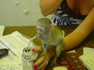 Adorable baby capuchin monkeys for adoption