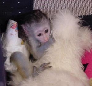 Two capuchin monkeys for adoption and ready for good homes.