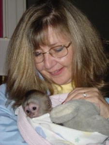 Three months old female baby capuchin monkey for adoption