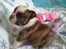 cute and adorable English bulldog puppies