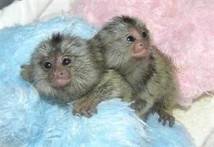   GORGEOUS MARMOSET MONKEYS FOR ADOPTION