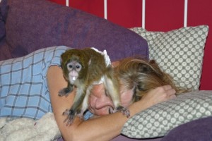 License male and female capuchin monkeys for adoption