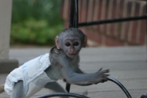 lovely  white face baby capuchin monkey for adoption