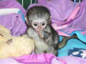 lovely  white face baby capuchin monkey for adoption