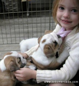Charming English Bulldog Puppies For Adoption to any pet loving home.