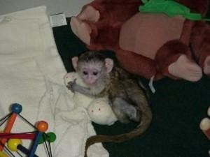 BABY CAPUCHIN MONKEY FOR ADOPTION