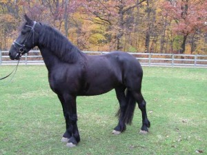Friesian Sport Horse Available Now...........