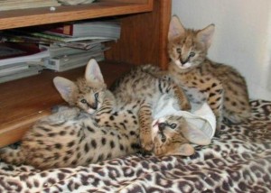 F1,F2 and F3 Savannah kitten for free home adoption