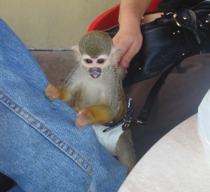 adorable capuchin squirrel monkeys for a home