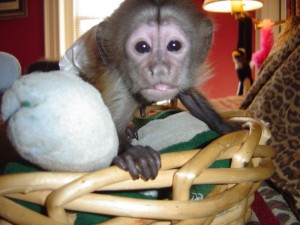 charming white face capuchin monkey available