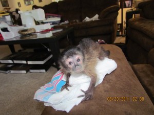 Available Capuchin,Squirrel,Marmoset and Rehesus Macaques Monkey for sale Available Capuchin,Squirrel,Marmoset and Rehesus Macaq
