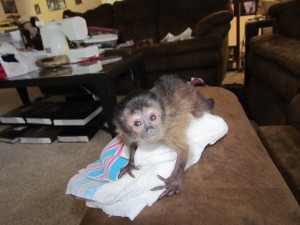 Available Capuchin,Squirrel,Marmoset and Rehesus Macaques Monkey for sale