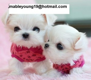 cute and adorable maltese puppies for sale