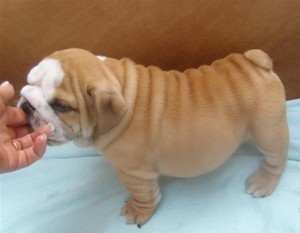 Akc English Bulldog Puppies For Adoption now!!! EMAIL(amadeline49@yahoo.com)
