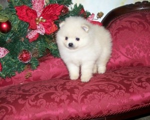 cute and adorable pomeranian male seeking a new home