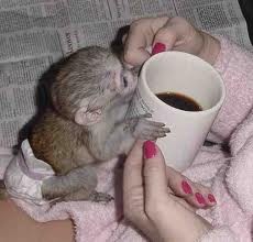 Very cute and pretty baby capuchin monkeys ready