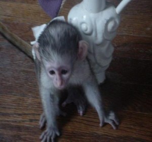 Very cute and pretty baby capuchin monkeys ready