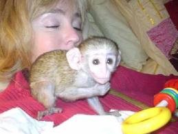 cute baby capuchin monkeys ready to go now