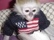 baby capuchin monkeys