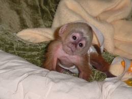 Beautiful Well Trained capuchin monkeys Available!!!