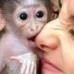 Marvelous Capuchin monkeys which we are willing to give out to any lovely and caring home