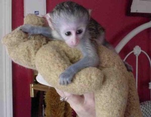Top Classed capuchin monkey for Adoption