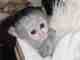 Cute Adorable capuchin monkey For Adoption