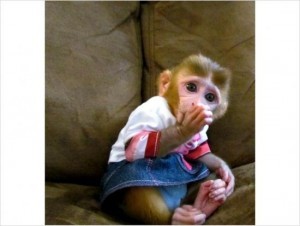 lovely and outstanding Capuchin baby monkey for adoption