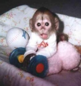 Adorable healthy capuchin monkey for adoption