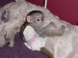 Healthy Well Trained Capuchin Monkeys Available!!