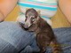 8weeks old baby mountain coati available!