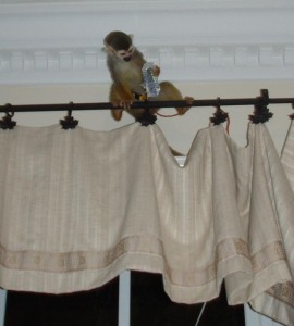 lovely and adorable squirrel capuchin monkeys searching for a lovely and caring home to relocate.