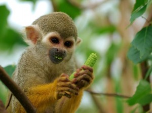  lovely male and female capuchin and squirrel monkeys for adoption.