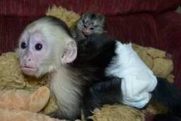 LOTS OF FUN CAPUCHIN MONKEY FOR ADOPTION