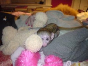 2 baby Capuchin Monkeys