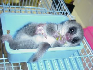 Adorable Fat-tailed Dwarf Lemurs baby bonnet ready for good homes.