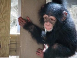 (julia_seeds@yahoo.com)Available Now Male And Female Baby Chimpanzee