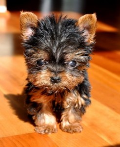 Micro Tiny Teacup Yorkie And Mlatese Puppies Available!Check It Out!