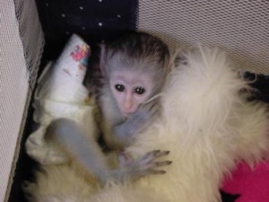 ADORABLE LOVELY CUTE MALE AND FEMALE CAPUCHIN MONKEY AVAILABLE NOW
