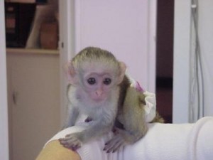 Registered male and female capuchin monkeys for adoption