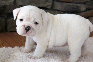 Two Cute English bulldog puppies ready for adoption 