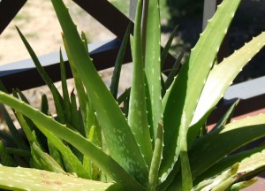 aloe vera joice and plant for your skin care