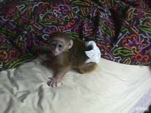 Sweet Baby Capuchin Monkeys for adoption