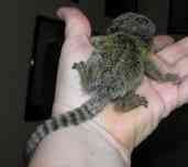 marmoset monkeys for adoption