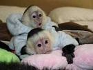 Lovely capuchin monkeys ready for a new home