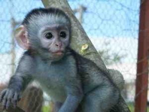 Beautiful baby capuchin monkey for adoption