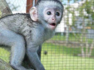 Our little baby Marmoset monkey is vet checked and diapers trained.