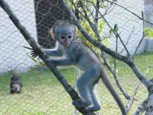 Beautiful baby capuchin monkey for adoption