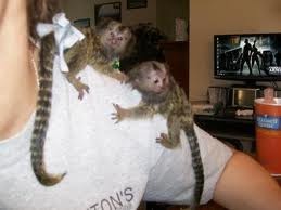 wonderful couple of marmoset monkeys for adoption